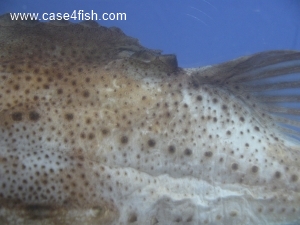 Foto Galerie/Perciformes/Cottoidei/Cyclopterus lumpus/Cyclopterus lumpus_06_S.jpg